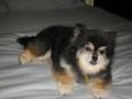 Bruiser D.
