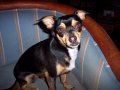 Cujo W.