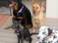 Montana, Cairo, Shiloh & Domino H.