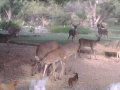 deer