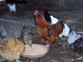 chickens