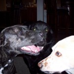 5dogs2